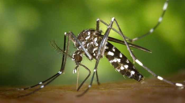 Govt discusses urgent measures to mitigate dengue risk amid rainy weather