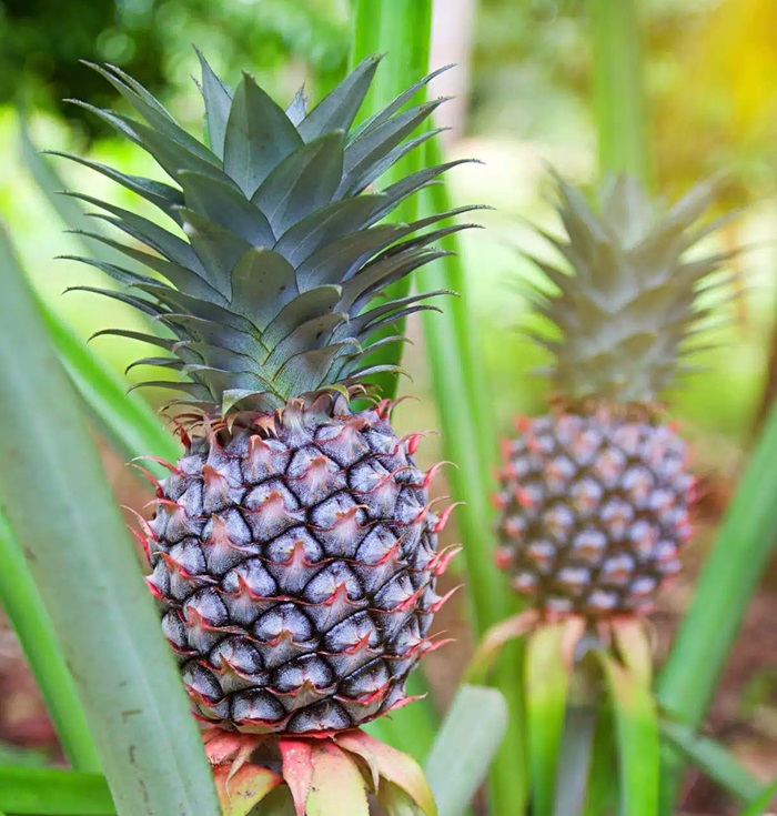 Sri Lanka to explore cultivation of new variety of Pineapple