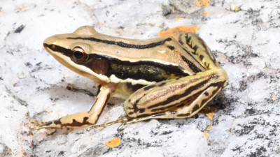 Sri Lankan Golden-Backed Frog spotted in India