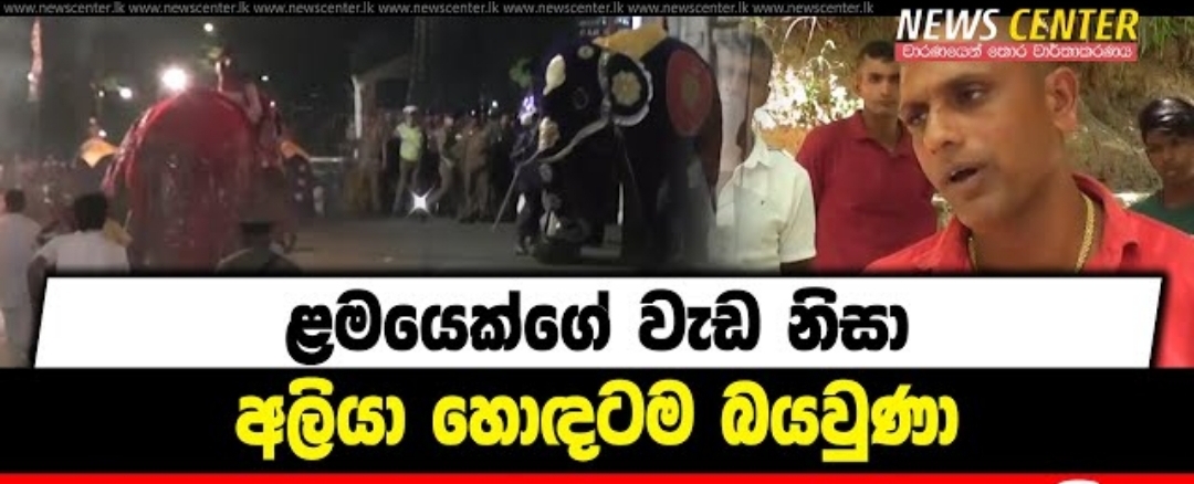 WATCH Elephant Rampage In Kandy What Happened Newswire