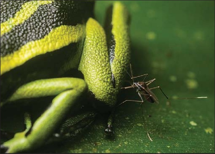 New mosquito species - eLanka