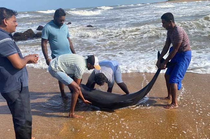 Dolphins found stranded in Kalutara South