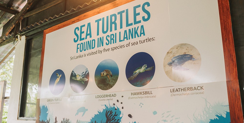 Sea Turtle Conservation Hub at Dickwella Resort Spa