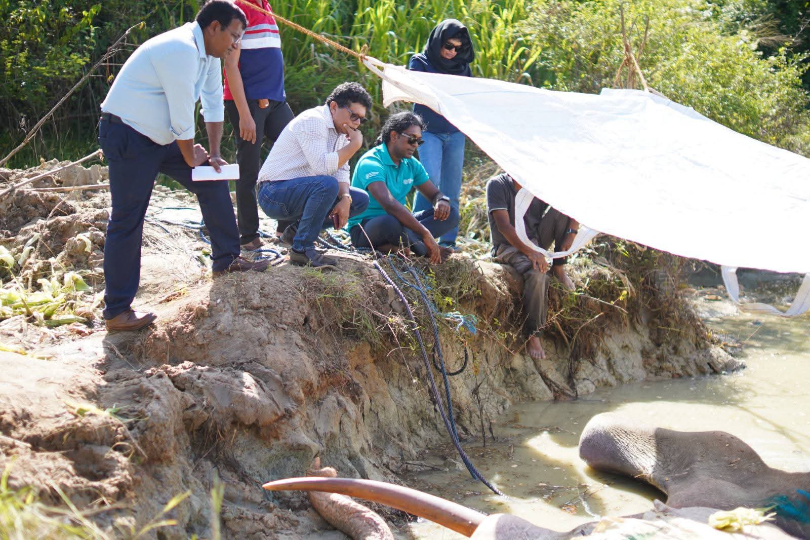Ministers visit Sick Elephant in Polpithigama, urge swift medical response
