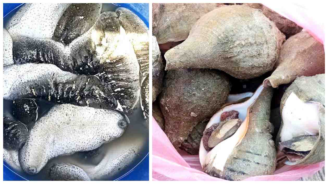65 persons apprehended for engaging in illegal fishing