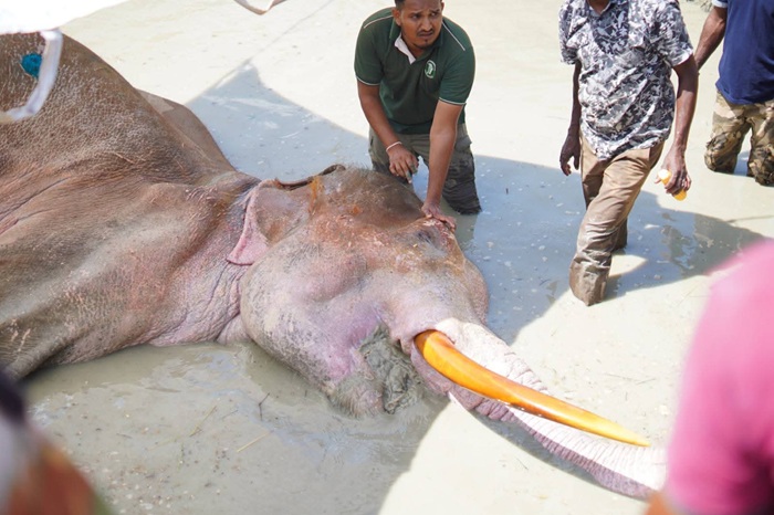 Sri Lankan tusker “Bathiya” dies