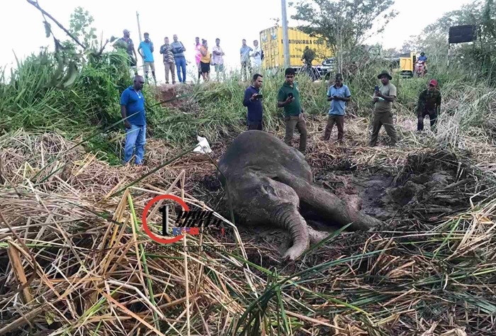 Elephant calf killed in a road accident
