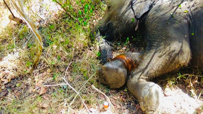 Wildlife officials treat baby elephant injured in Yala