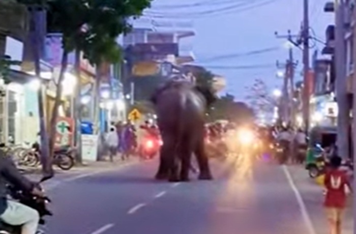 Panic in Samanthurai as wild elephant enters town (Video)