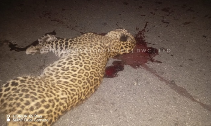 Leopard cub killed in road accident