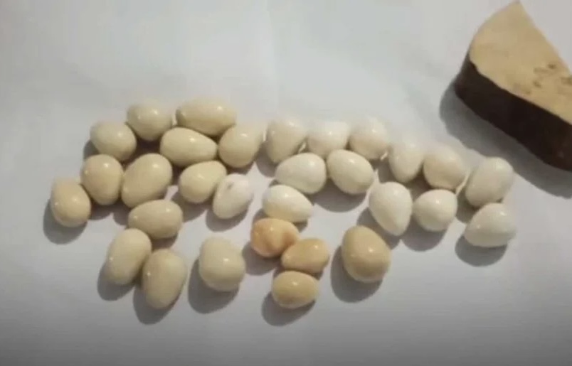 Suspect arrested with largest stock of elephant pearls in Sri Lanka