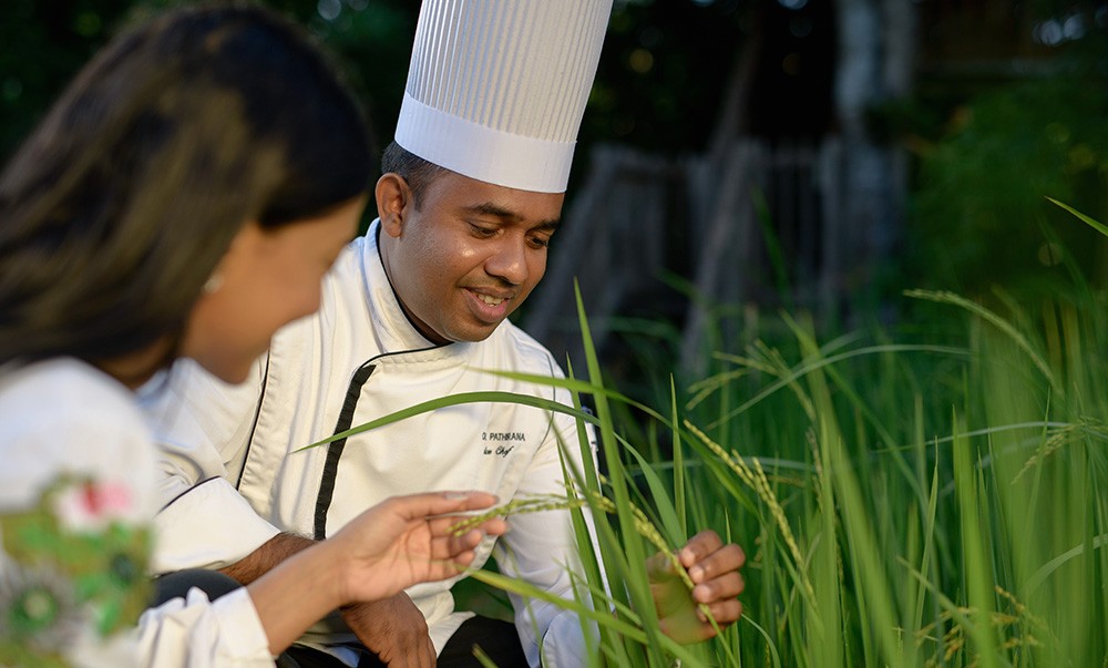 Paddy field at Anantara Tangalle Resort.