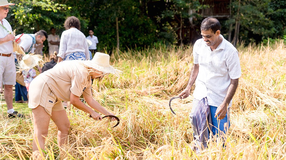 Harvesting ceremony at Anantara Tangalle Resort