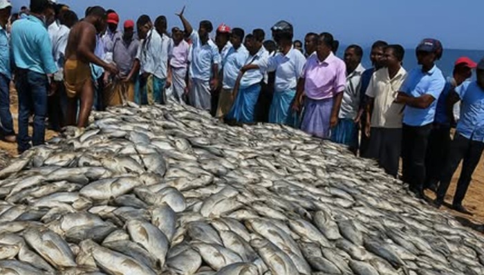 Rs. 10 Mn worth of Thick-lipped Trevally fish catch in Chilaw