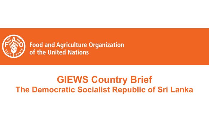 Over 106,000 hectares of paddy damaged due to cyclone : FAO