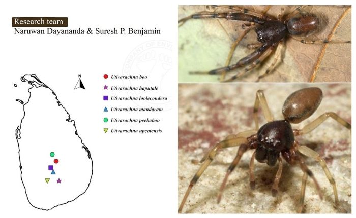 Six new spider species endemic to Sri Lanka discovered