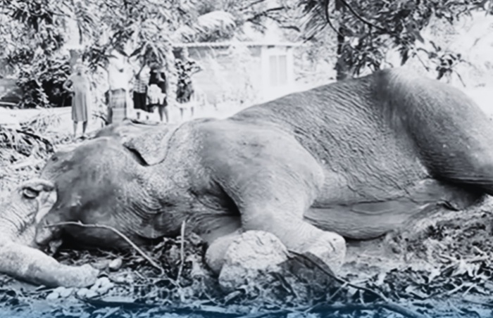 Probe launched after elephant set on fire dies in Mihintale