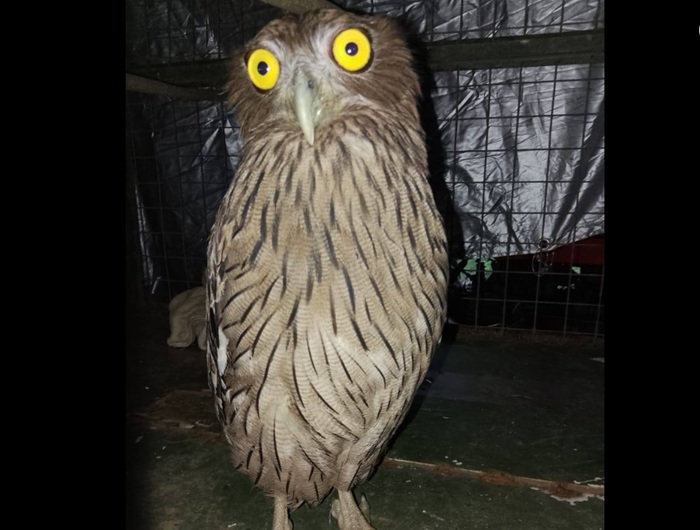 Hotel owner arrested after Owl, tusks and antlers seized in wildlife raid