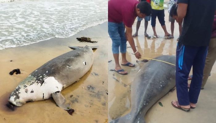 Rare Dugong carcass found on Mannar coast