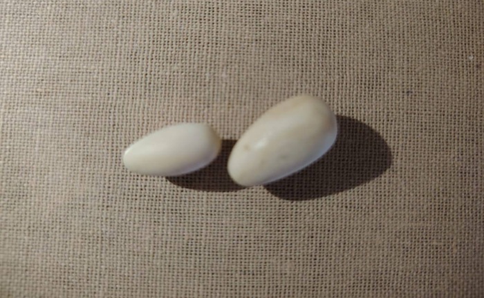 Three arrested for attempting to sell elephant tusks for Rs. 20mn