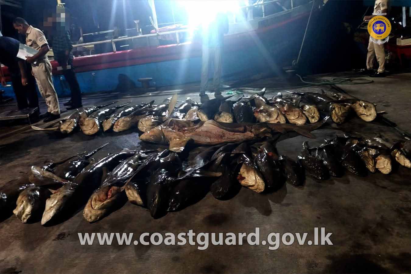 7 arrested with 876kg of illegal shark fish in Sri Lanka