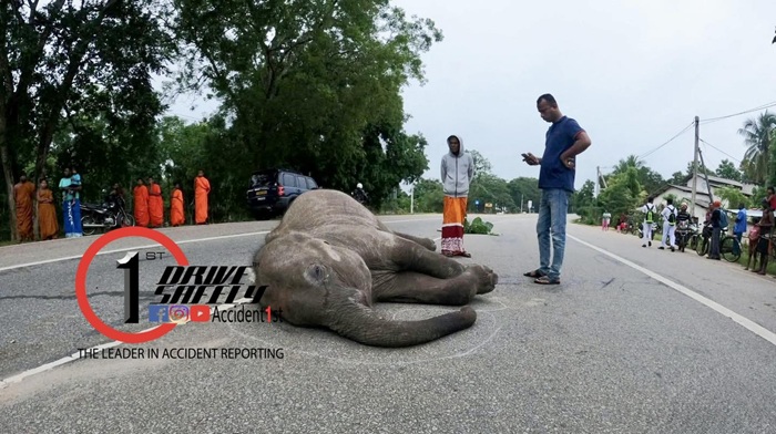 Elephant calf killed in Galgamuwa lorry collision