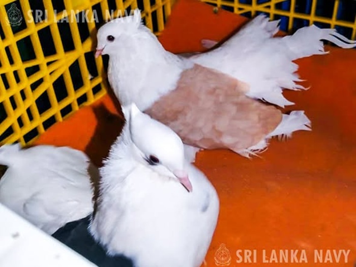 Navy busts pigeon smuggling attempt in Kachchativu waters
