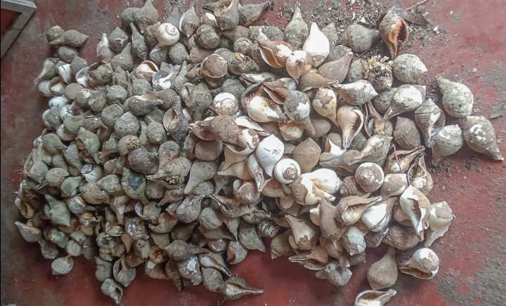 Suspect arrested with 1,158 undersized conch shells