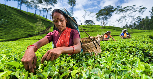 Sri Lanka’s tea output projected to rise 10–12% in 2026