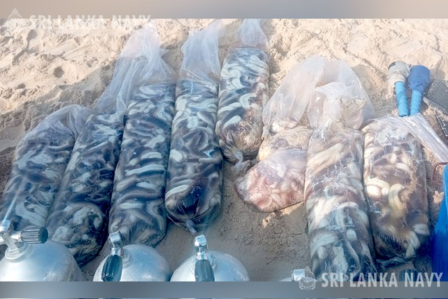 Navy arrests six for illegal sea cucumber harvesting in Jaffna