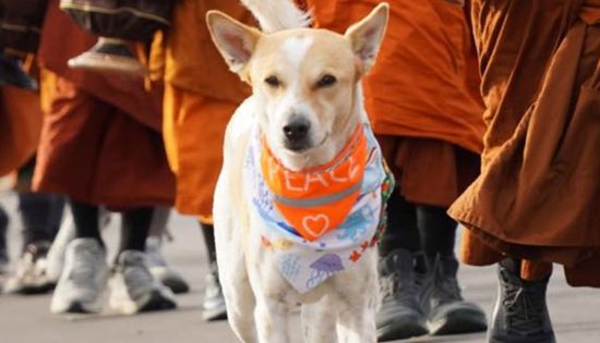 ‘Aloka’ to travel in-cabin for Sri Lanka’s ‘Walk for Peace’