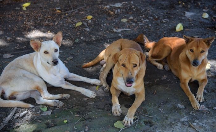 Pilot project launched for stray animal care and cremation services
