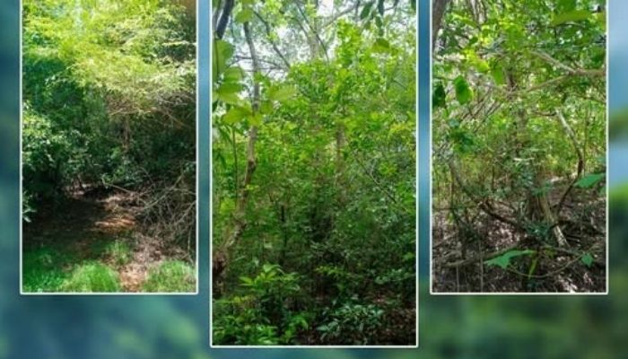Kallanchiya forest to be declared protected reserve for elephant conservation