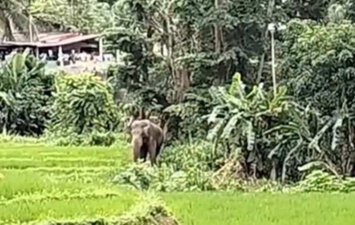 Mahout and assistant killed in elephant attack in Rakwana