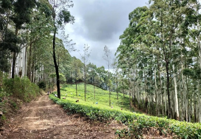 Deputy Minister invites tourists to experience Uva Paranagama’s Pekoe Trail