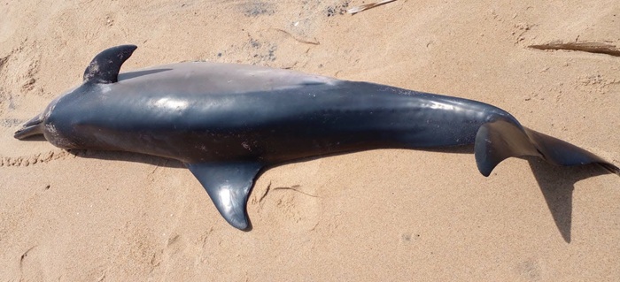 Dead spinner dolphin washes ashore in Mannar