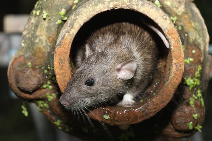 Health officials warn of rising rat fever threat