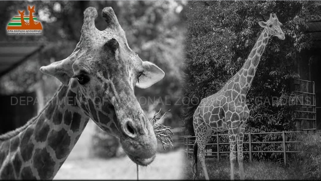 Dehiwala Zoo’s Elderly Giraffe Dies at Nearly 30