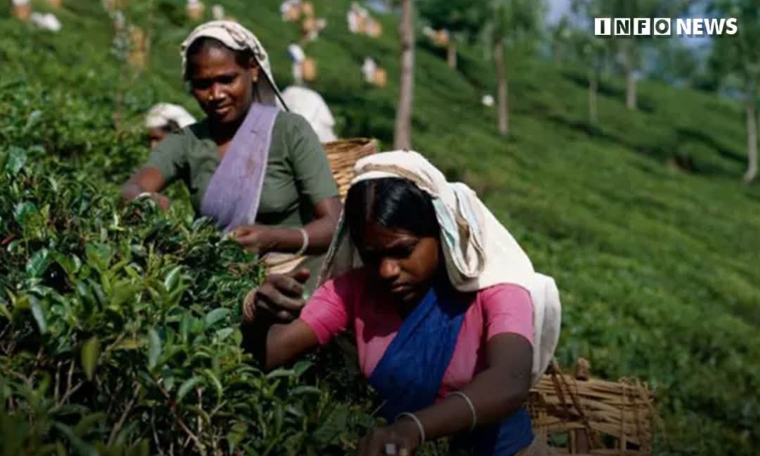 Rs. 4,500 million in EPF, ETF arrears to be paid to plantation workers