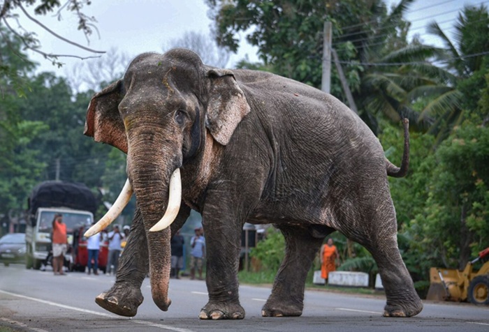 Urgent treatment begins for Tusker Kawanthissa in Galgamuwa