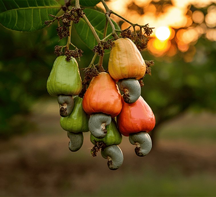 Science Ministry to support technology and research for Sri Lanka’s cashew sector