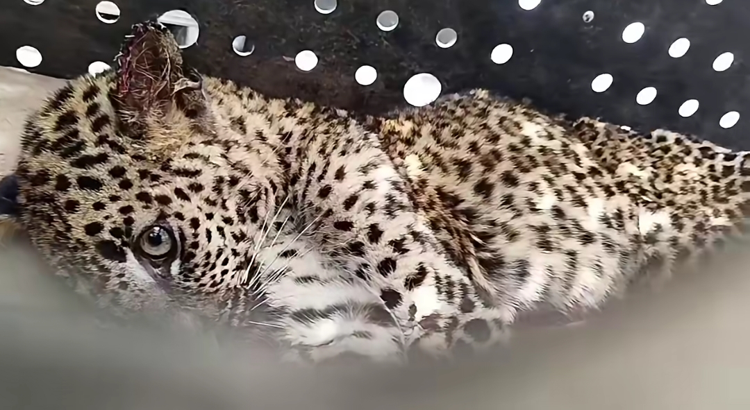 Leopard cub rescued unharmed from home in Dedugala