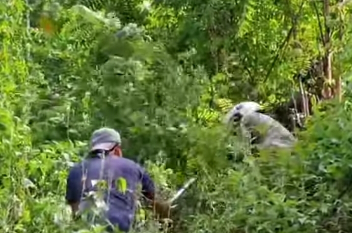Trapped Leopard Breaks Free, Attacks Veterinarian During Rescue Attempt