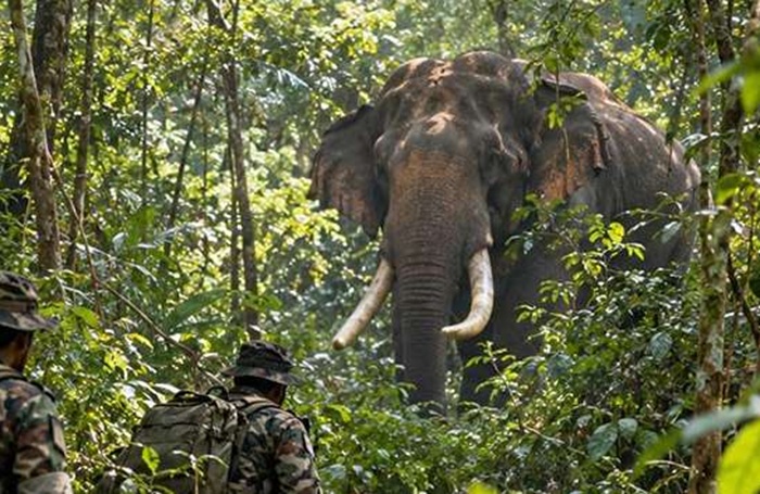 Sri Lankan Tusker ‘Agbo’ located, found safe and well: Sajith