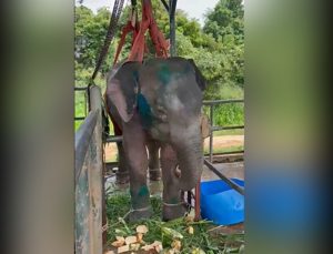 Wild elephant from Polonnaruwa transferred to Udawalawe for further treatment