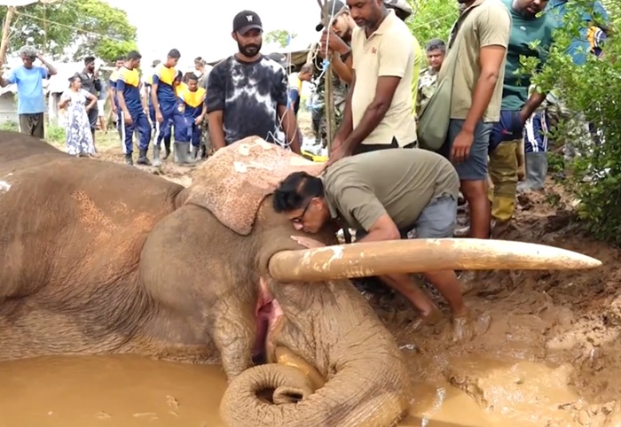 Sajith visits ailing Tusker Kawanthissa
