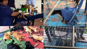 Microchips for stray dogs: New initiative tested in Homagama