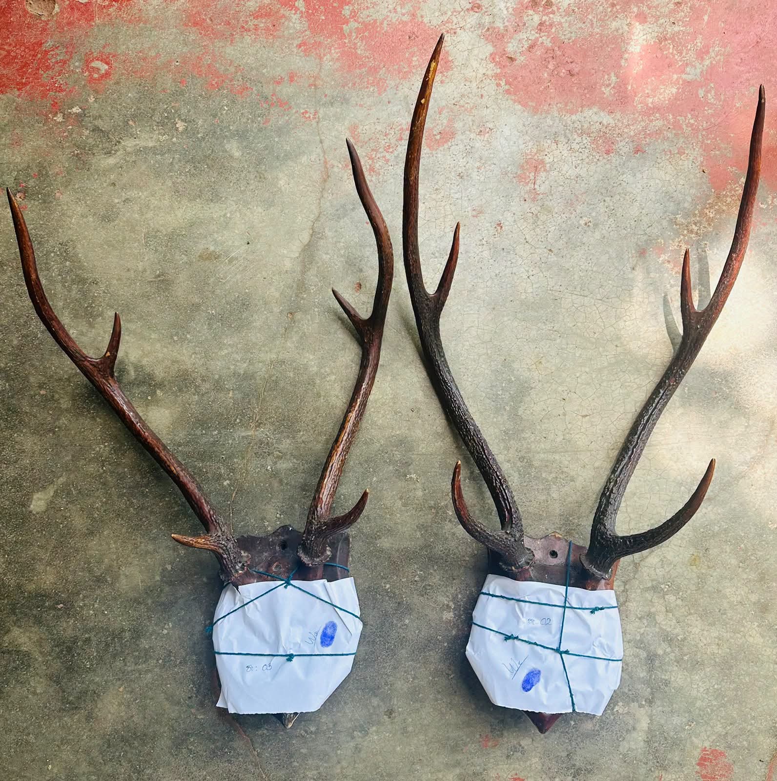 Man arrested in Ethul Kotte with Sambar and Spotted Deer antlers