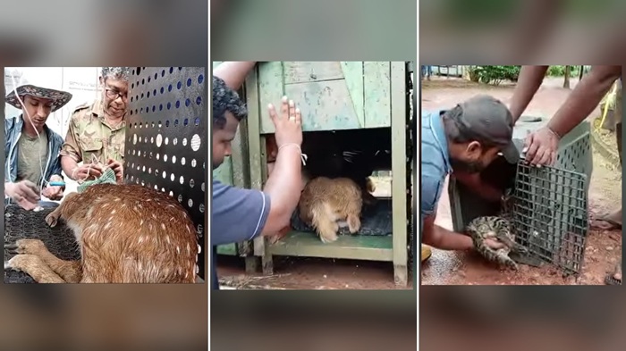 Wildlife officials release rehabilitated animals into suitable natural habitats